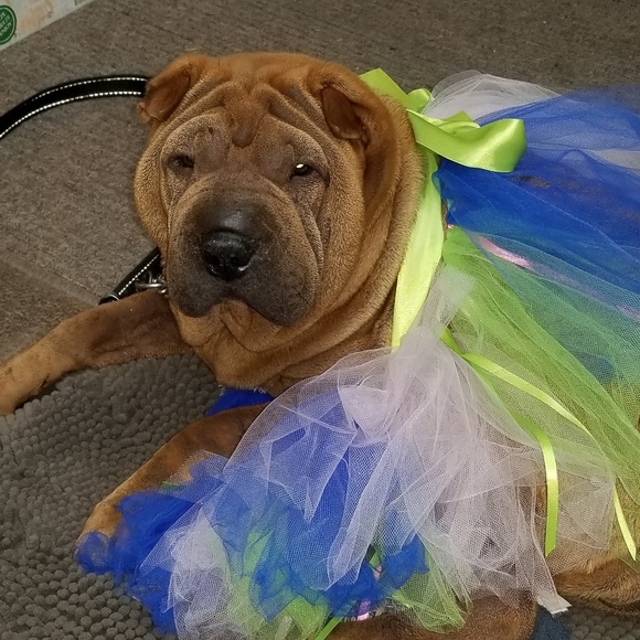 Meet your Posher, Alexandra - Picture 2 of 16